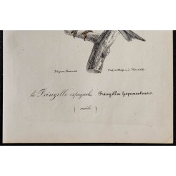 1830 - Moineau espagnol 