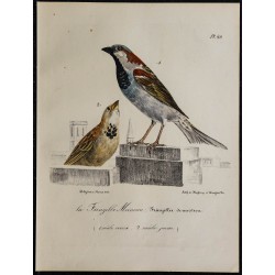 1830 - Moineau domestique 