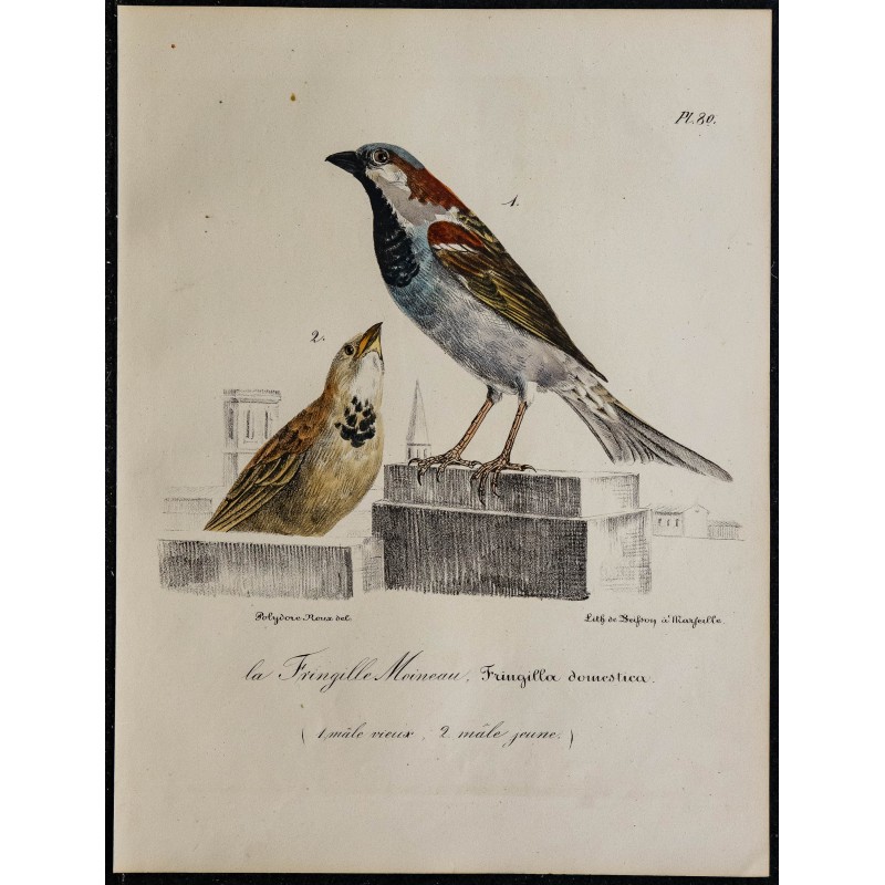 1830 - Moineau domestique 1830 - Moineau domestique