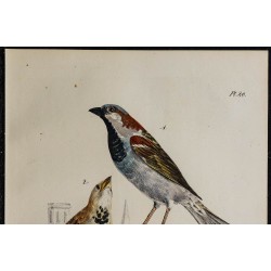 1830 - Moineau domestique 