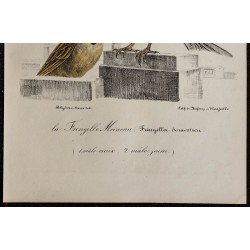 1830 - Moineau domestique 
