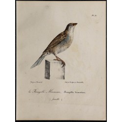 1830 - Moineau domestique 