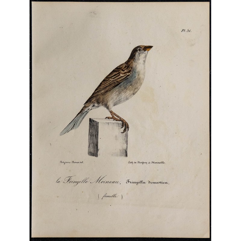 1830 - Moineau domestique 1830 - Moineau domestique