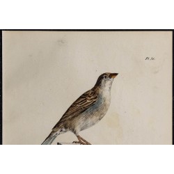 1830 - Moineau domestique 