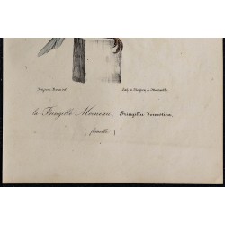 1830 - Moineau domestique 