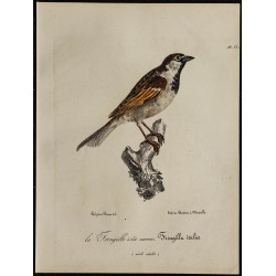 1830 - Moineau d’Italie 