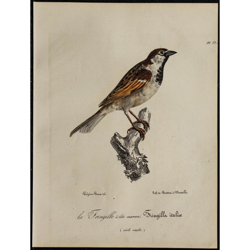 1830 - Moineau d’Italie 1830 - Moineau d’Italie