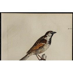 1830 - Moineau d’Italie 