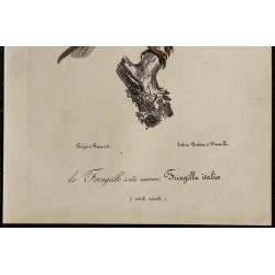1830 - Moineau d’Italie 