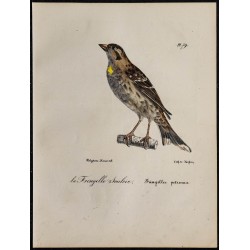 1830 - Moineau soulcie 