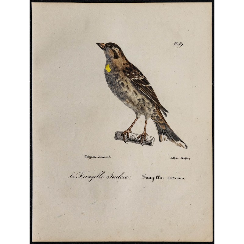 1830 - Moineau soulcie 1830 - Moineau soulcie