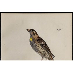 1830 - Moineau soulcie 