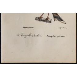 1830 - Moineau soulcie 