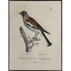 1830 - Niverolle alpine 