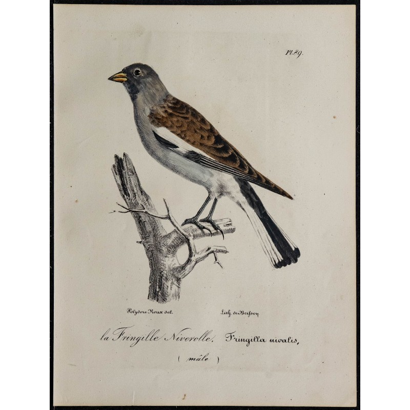 1830 - Niverolle alpine 1830 - Niverolle alpine