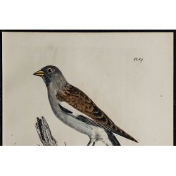 1830 - Niverolle alpine 