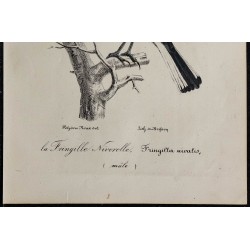 1830 - Niverolle alpine 