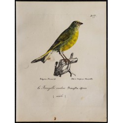 1830 - Verdier d’Europe 