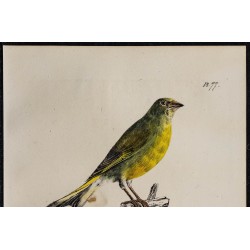 1830 - Verdier d’Europe 