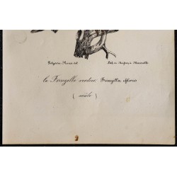 1830 - Verdier d’Europe 