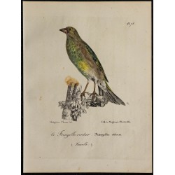 1830 - Verdier d’Europe 