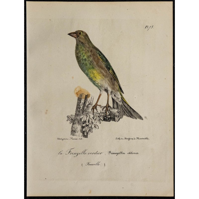1830 - Verdier d’Europe 1830 - Verdier d’Europe