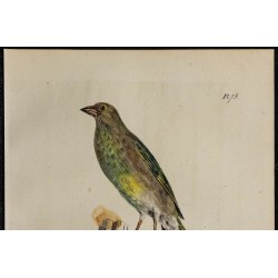 1830 - Verdier d’Europe 