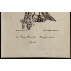 1830 - Verdier d’Europe 