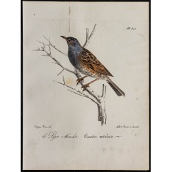 1830 - Accenteur mouchet 