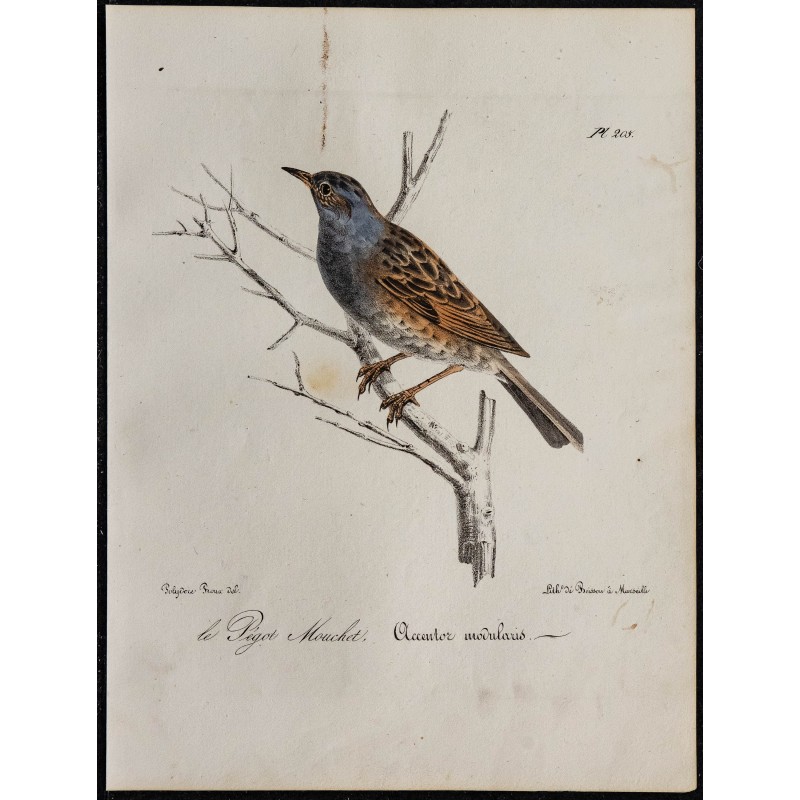 1830 - Accenteur mouchet 1830 - Accenteur mouchet
