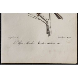1830 - Accenteur mouchet 