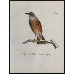1830 - Accenteur alpin 