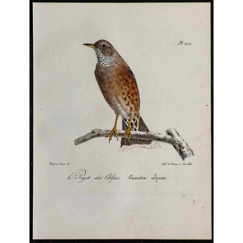 1830 - Accenteur alpin 1830 - Accenteur alpin