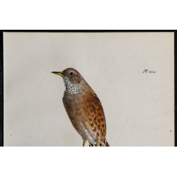 1830 - Accenteur alpin 