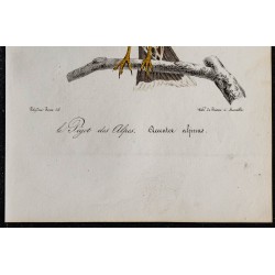 1830 - Accenteur alpin 