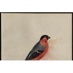 1830 - Bouvreuil pivoine (Pyrrhula pyrrhula) 