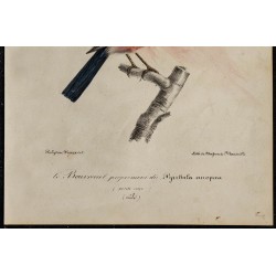 1830 - Bouvreuil pivoine (Pyrrhula pyrrhula) 