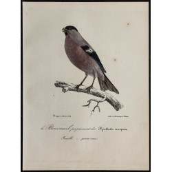 1830 - Bouvreuil pivoine 