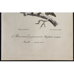 1830 - Bouvreuil pivoine 