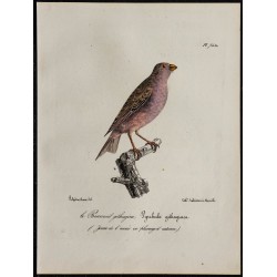 1830 - Roselin githagine 