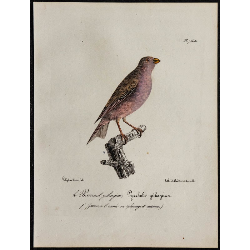 1830 - Roselin githagine 1830 - Roselin githagine