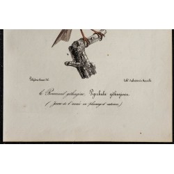 1830 - Roselin githagine 