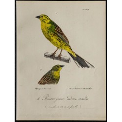 1830 - Bruant jaune 