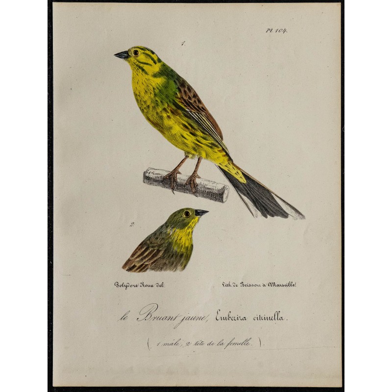 1830 - Bruant jaune 1830 - Bruant jaune