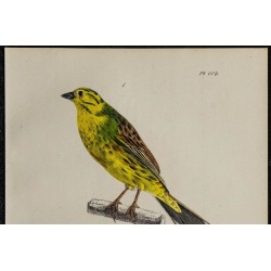 1830 - Bruant jaune 