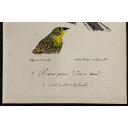 1830 - Bruant jaune 