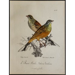 1830 - Bruant ortolan 