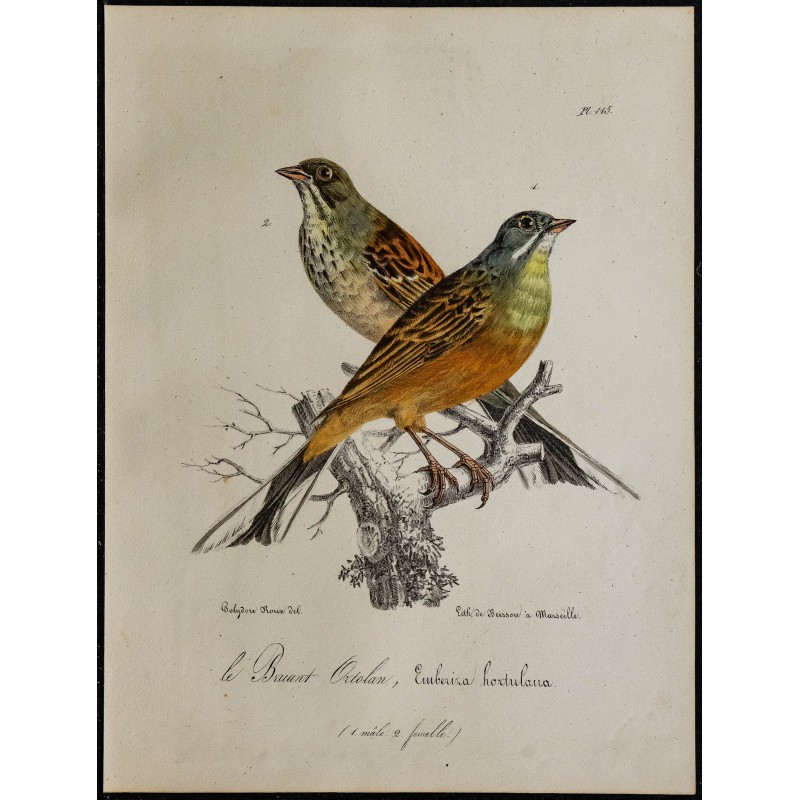 1830 - Bruant ortolan 