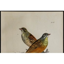 1830 - Bruant ortolan 