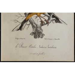 1830 - Bruant ortolan 